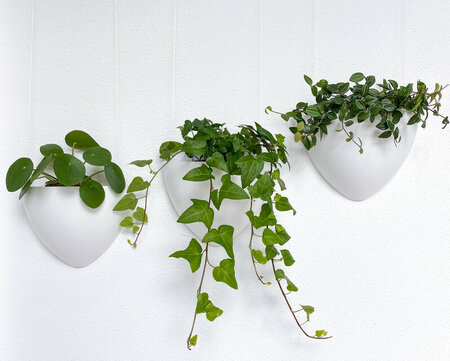 botaniq plantenbak 1,25L wit